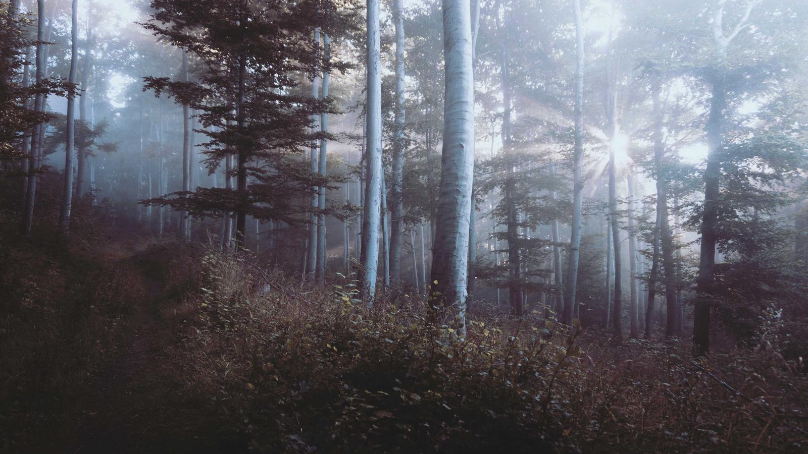 Audita seguretat en 1 hora