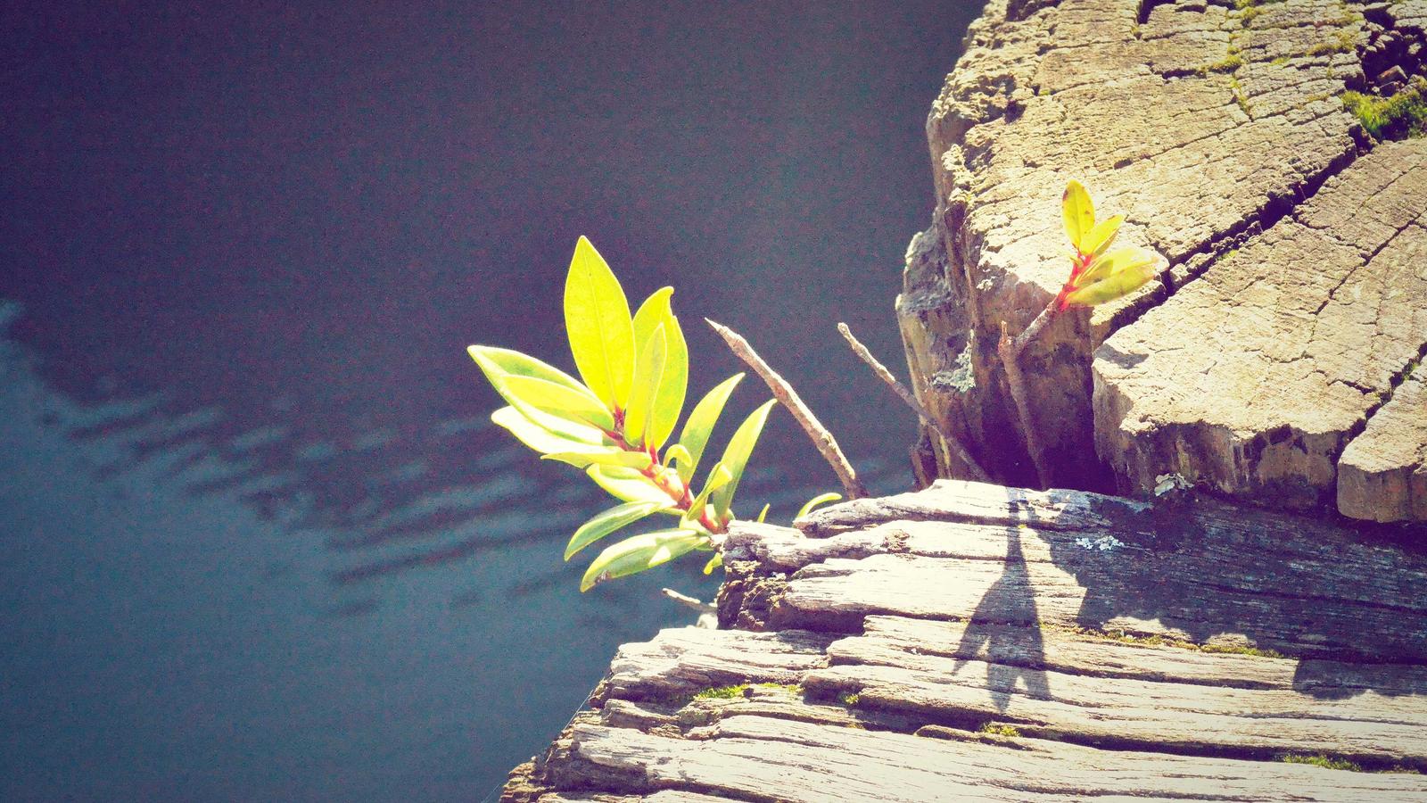 Nuxt 3 vs Next.js el 2025